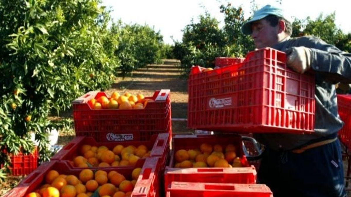 Recogida naranjas Recogida naranjas