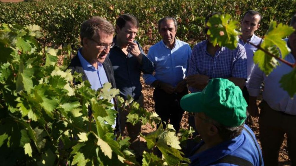 El líder del PP, Alberto Núñez Feijóo, visita un viñedo en Roa de Duero (Burgos)