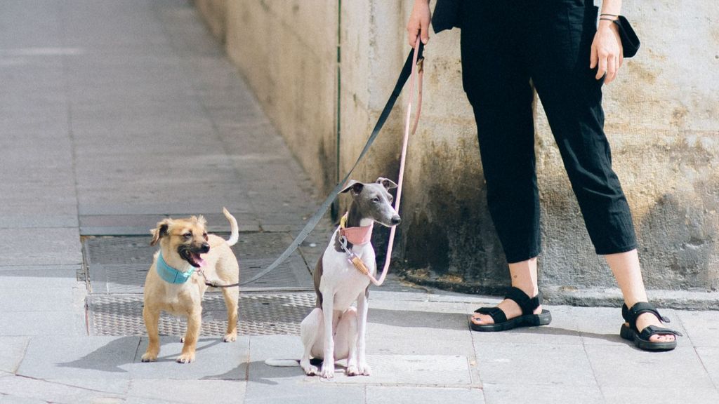 Louis Vuitton lanza un bolso valorado en más de 900 euros para recoger las cacas de los perros