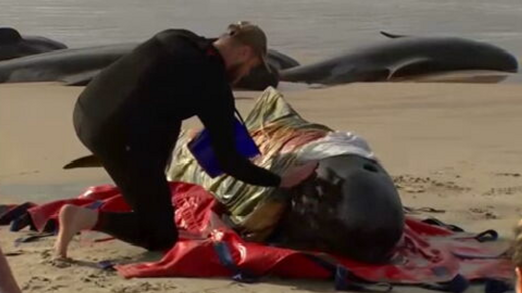 Alrededor de 230 ballenas han quedado varadas en la isla australiana de Tasmania
