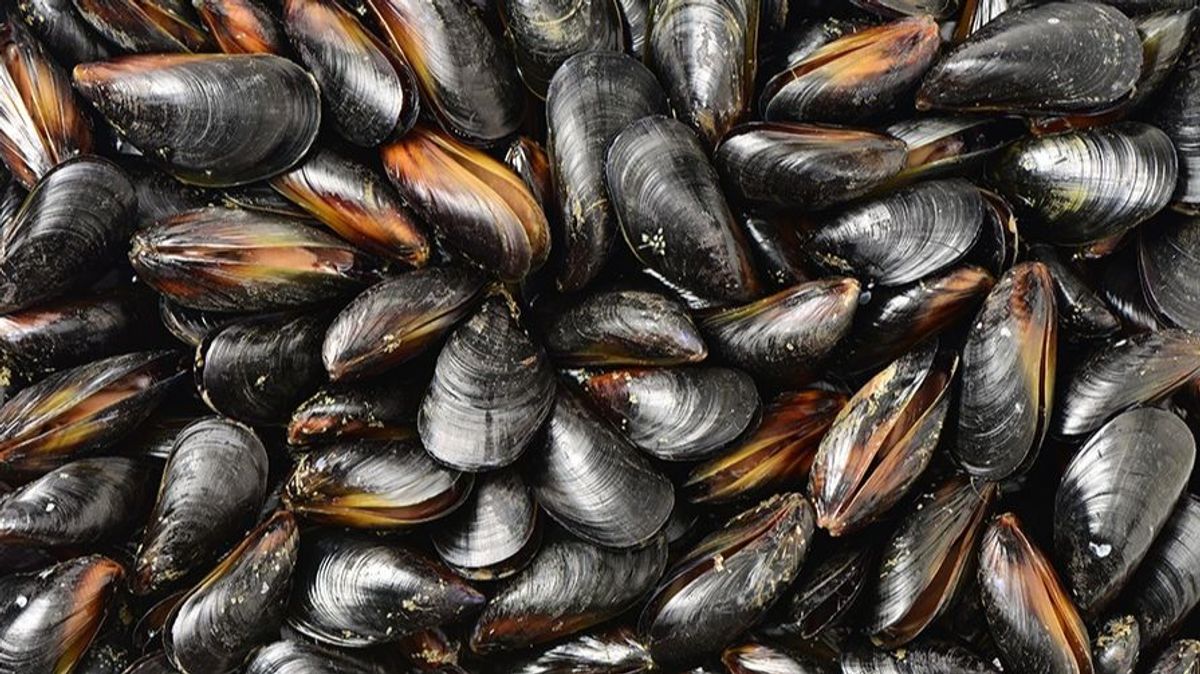 Mejillones Mejillones