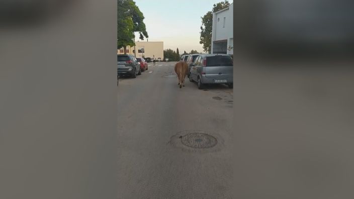 Una vaca brava anda suelta por las calles de San Roque