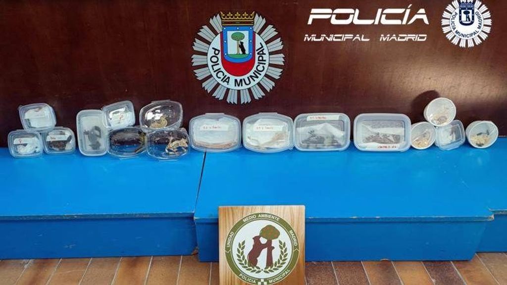 Especies incautadas Expoterraria policia municipal