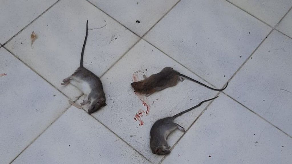 Una vecina mató varias ratas en su casa con una escoba