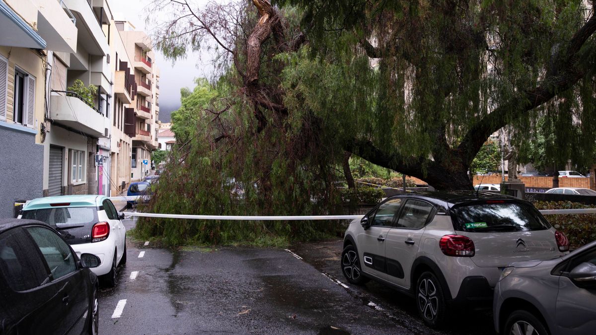 Caída de un árbol en una calle de Tenerife por la Depresión Tropical Hermine