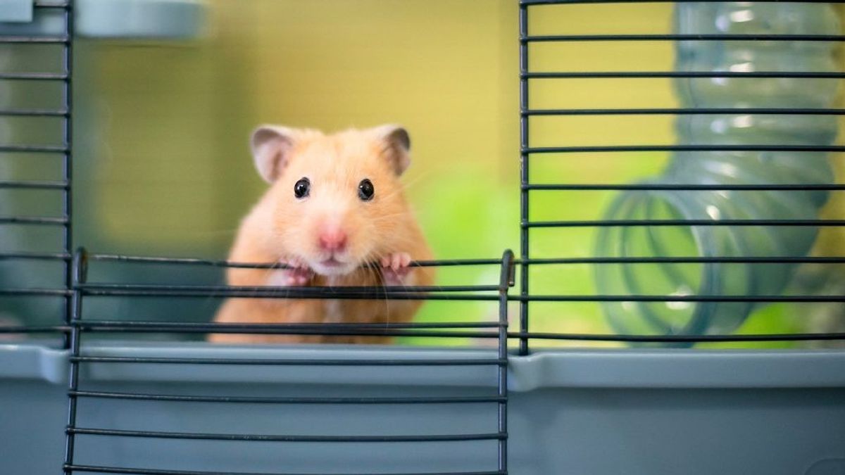Las mejores jaulas de hamsters