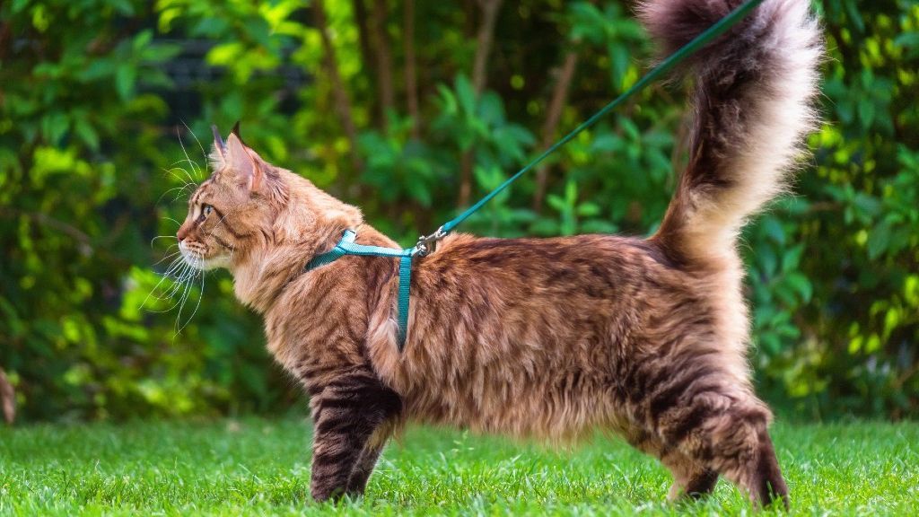 Los mejores arneses para gatos