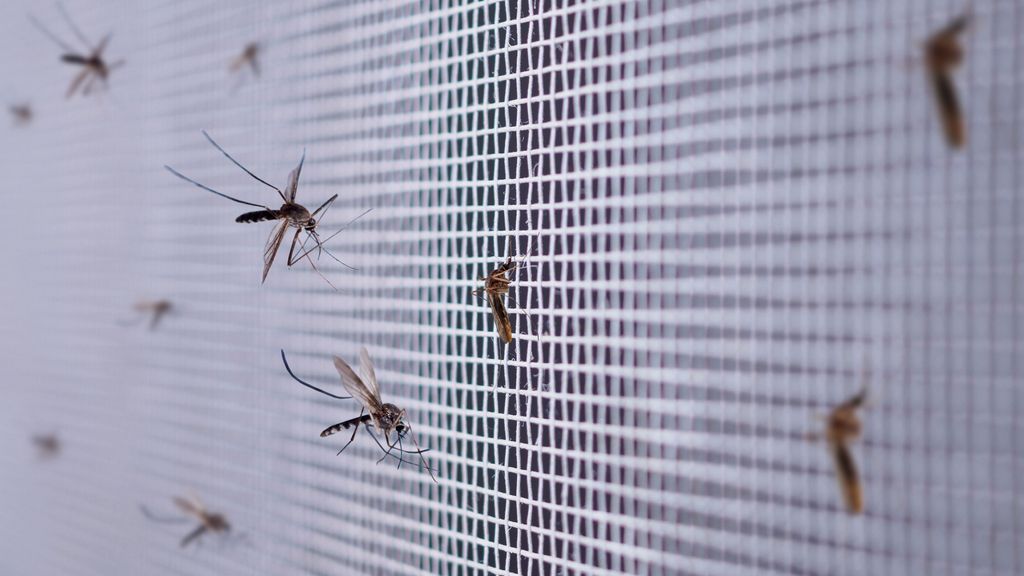 Las últimas lluvias pueden causar plagas de mosquitos o cucarachas en España