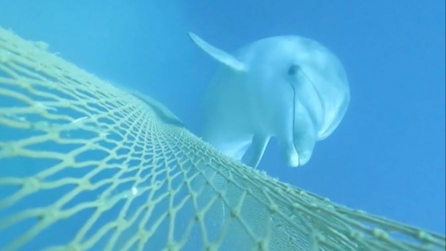 Captan imágenes inéditas de varios delfines alimentándose de los peces en las redes de arrastre del Mediterráneo