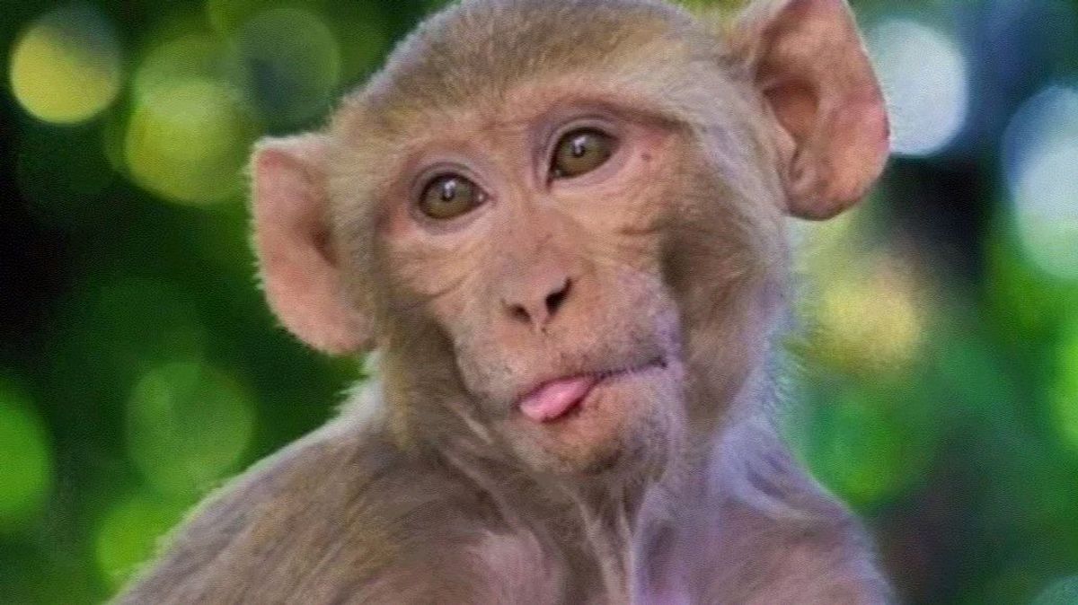 Un estudio advierte de una familia de virus en monos que está preparada para contagiar a los humanos