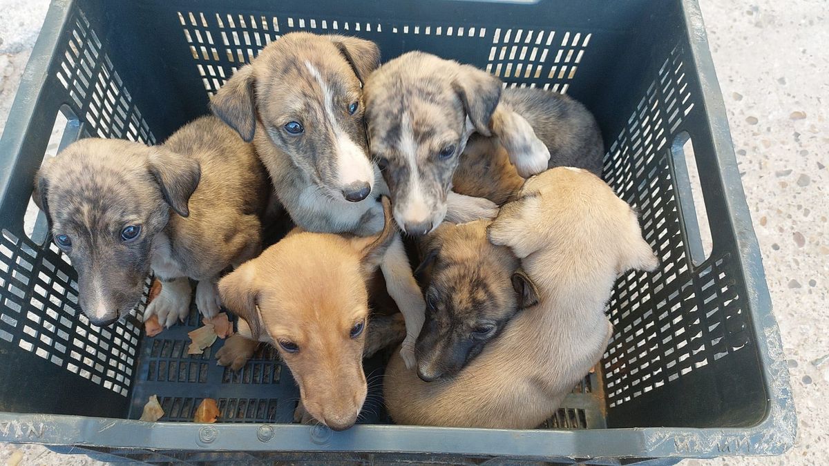 Cachorros rescatados por Galgos del Sur.