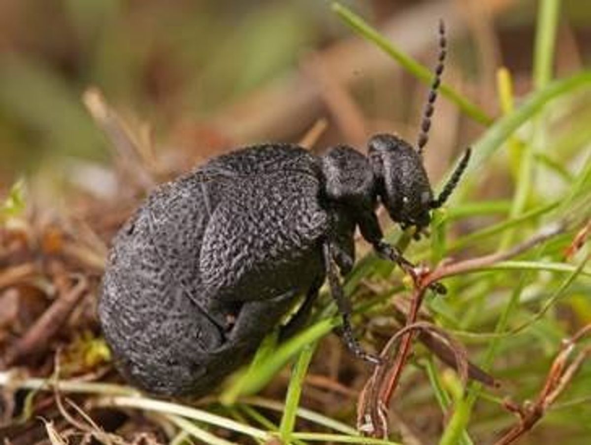 Investigadores del Museo de Ciencias Naturales descubren una especie nueva de escarabajo en el centro de España