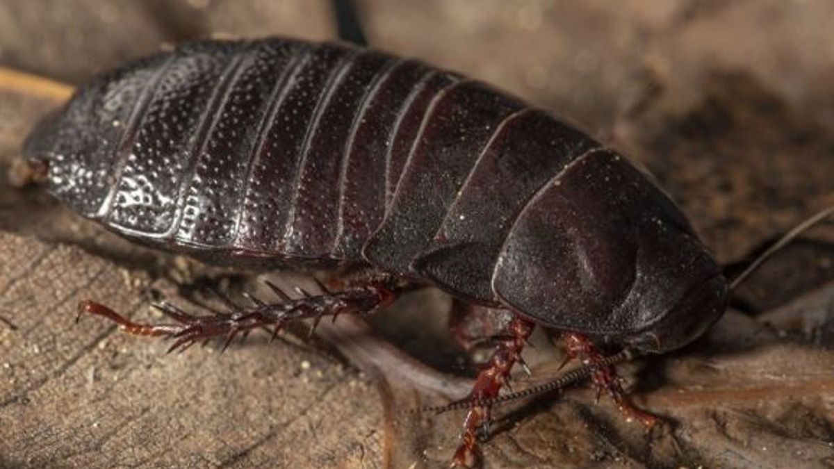 La cucaracha que se alimenta de madera de la isla de Lord Howe