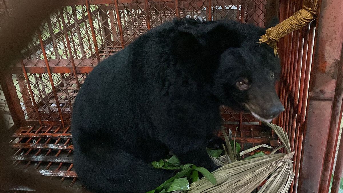 La historia con final feliz de Paddington, un oso que pasó casi 20 años siendo torturado