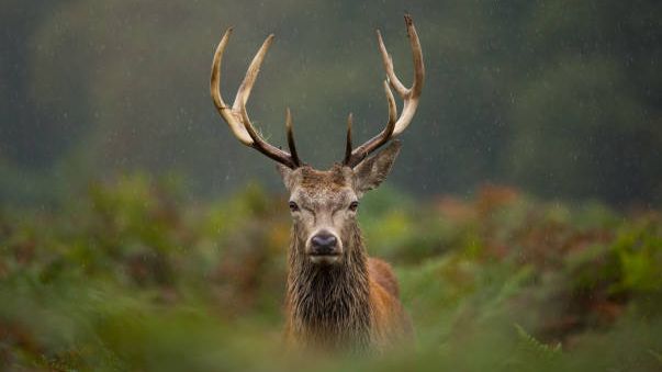 Muere un hombre de 42 años tras ser embestido por un ciervo en Navarra