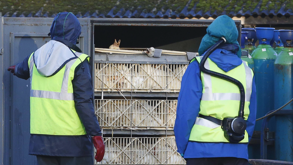 Detectado un caso en humanos de gripe aviar