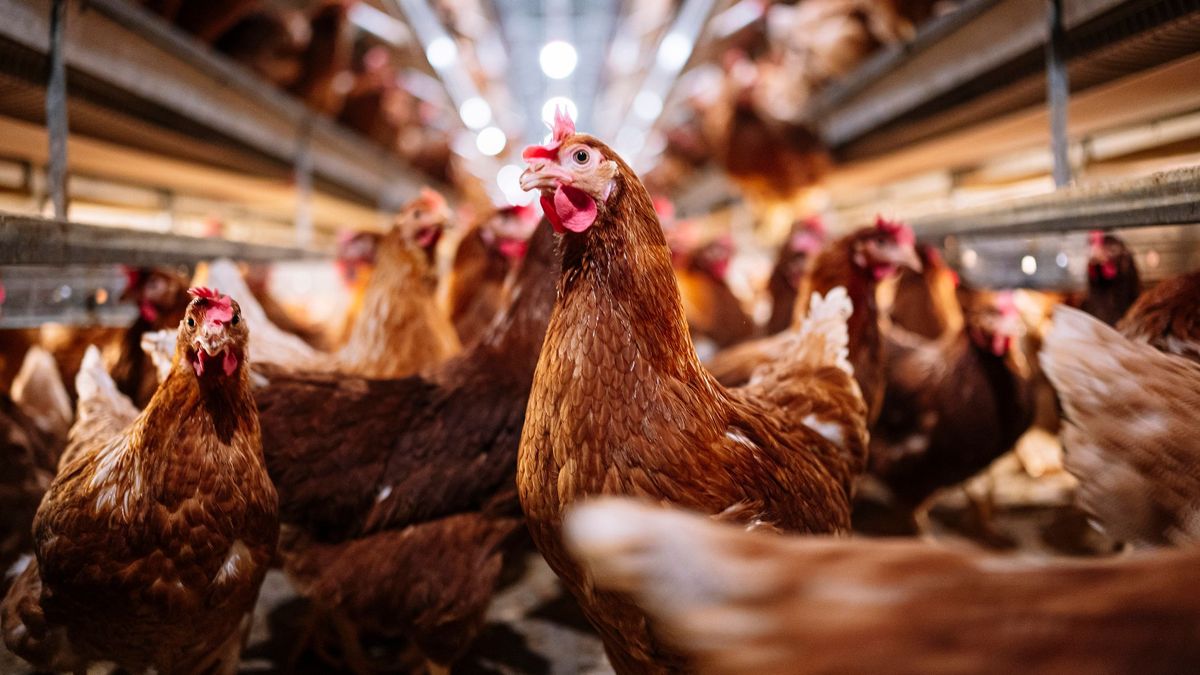 La gripe aviar se extiende en Europa: la mayor epidemia de la historia