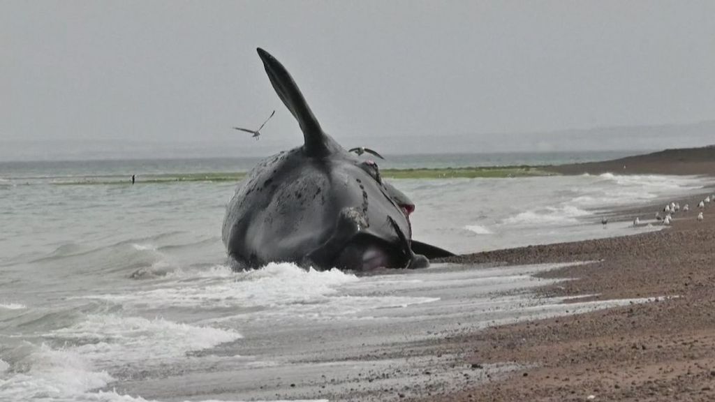 Al menos 13 ballenas han muerto en una playa de Argentina por una posible intoxicación