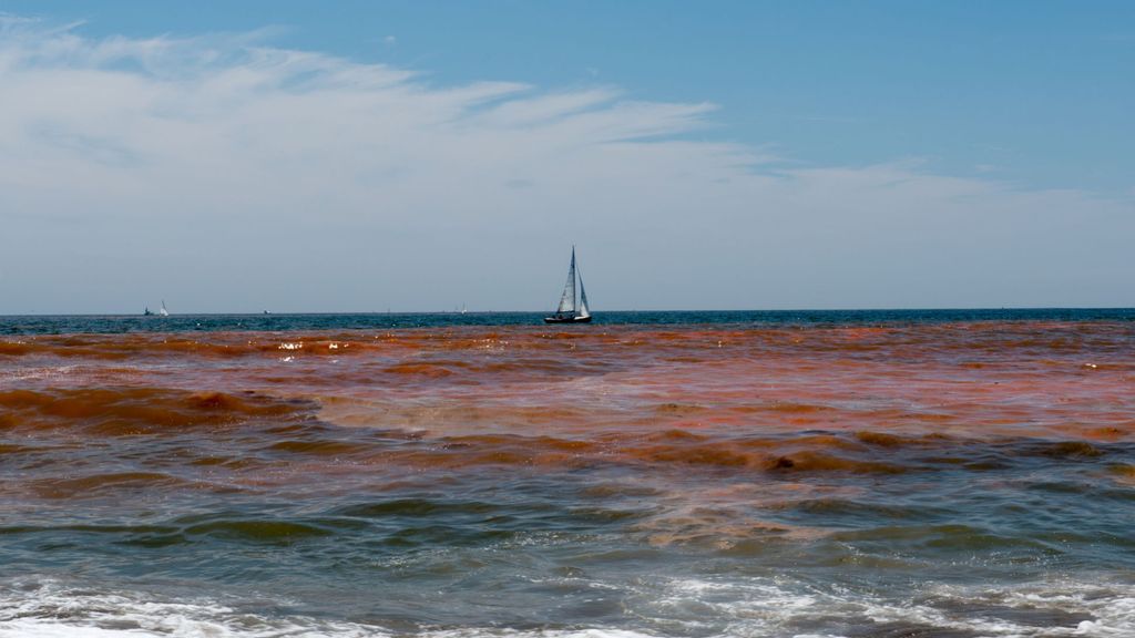 Aspecto de las mareas rojas causadas por algas