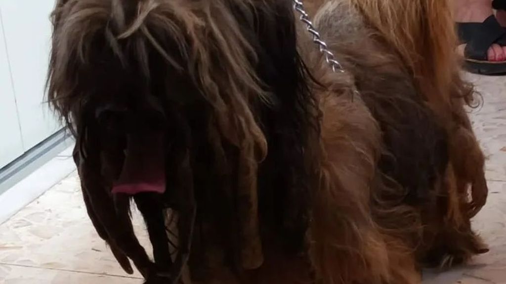 De Curro a Currito, el rescate de un perro que llevaba "8 años sin salir a la calle"