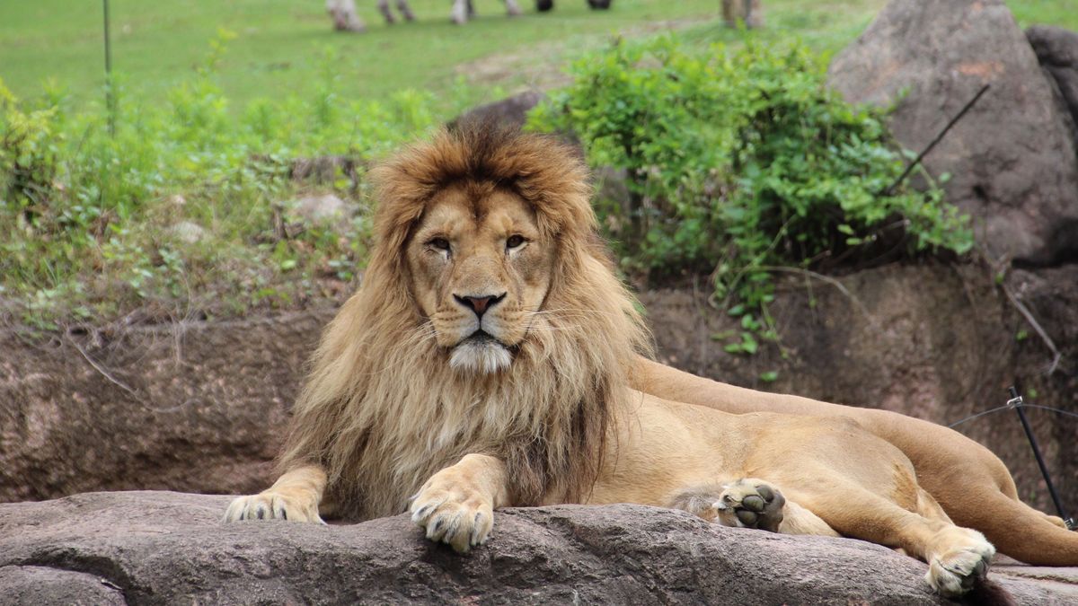 Imagen de archivo de un león en un zoo