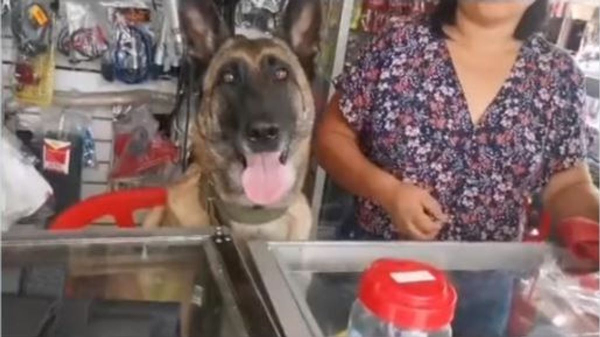 Se hace viral una perra muy trabajadora: ayuda despachando los productos en una ferretería