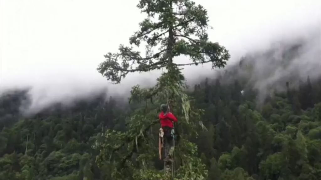 Descubren en el Tíbet el árbol más grande de China, con una altura de 83,4 metros