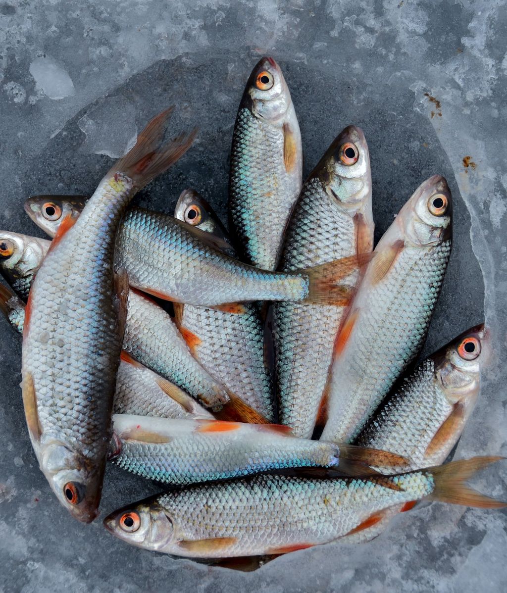 Come pescado cuatro veces por semana. FUENTE: Pexels