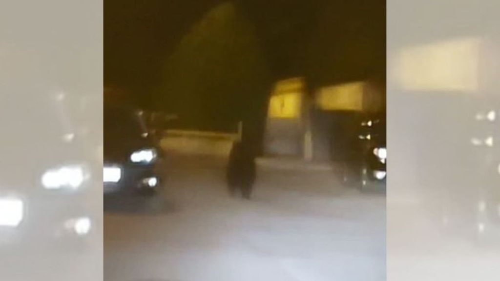 El paseo nocturno de un oso por las calles de Ponferrada, en León