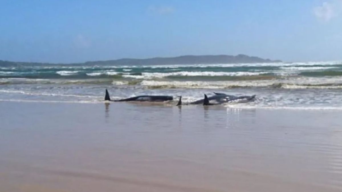 Cientos de ballenas mueren en una isla remota de Nueva Zelanda