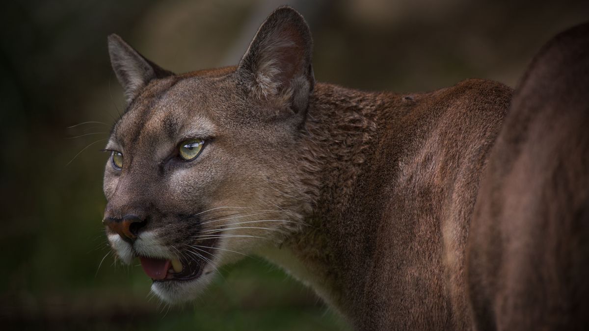 Imagen de archivo de un puma