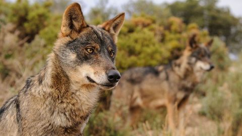 Lobos matan en Nochebuena a 23 cabras en Prádena del Rincón - NIUS