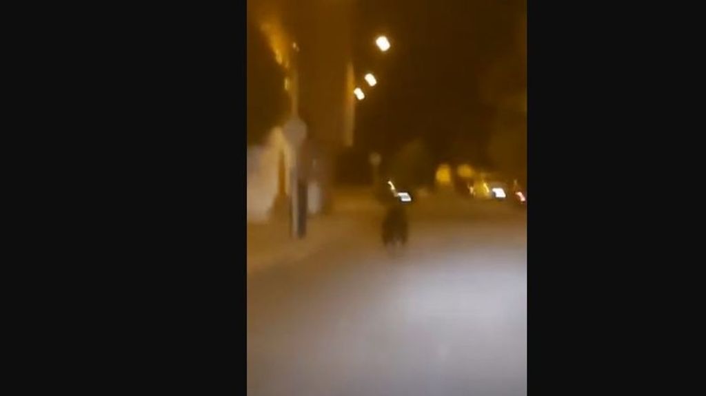 Un oso pasea a sus anchas por las calles de Ponferrada