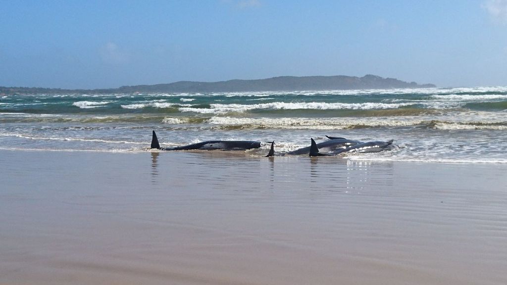 Ballenas piloto varadas en la isla de Tasmania, en Australia (Imagen de archivo)