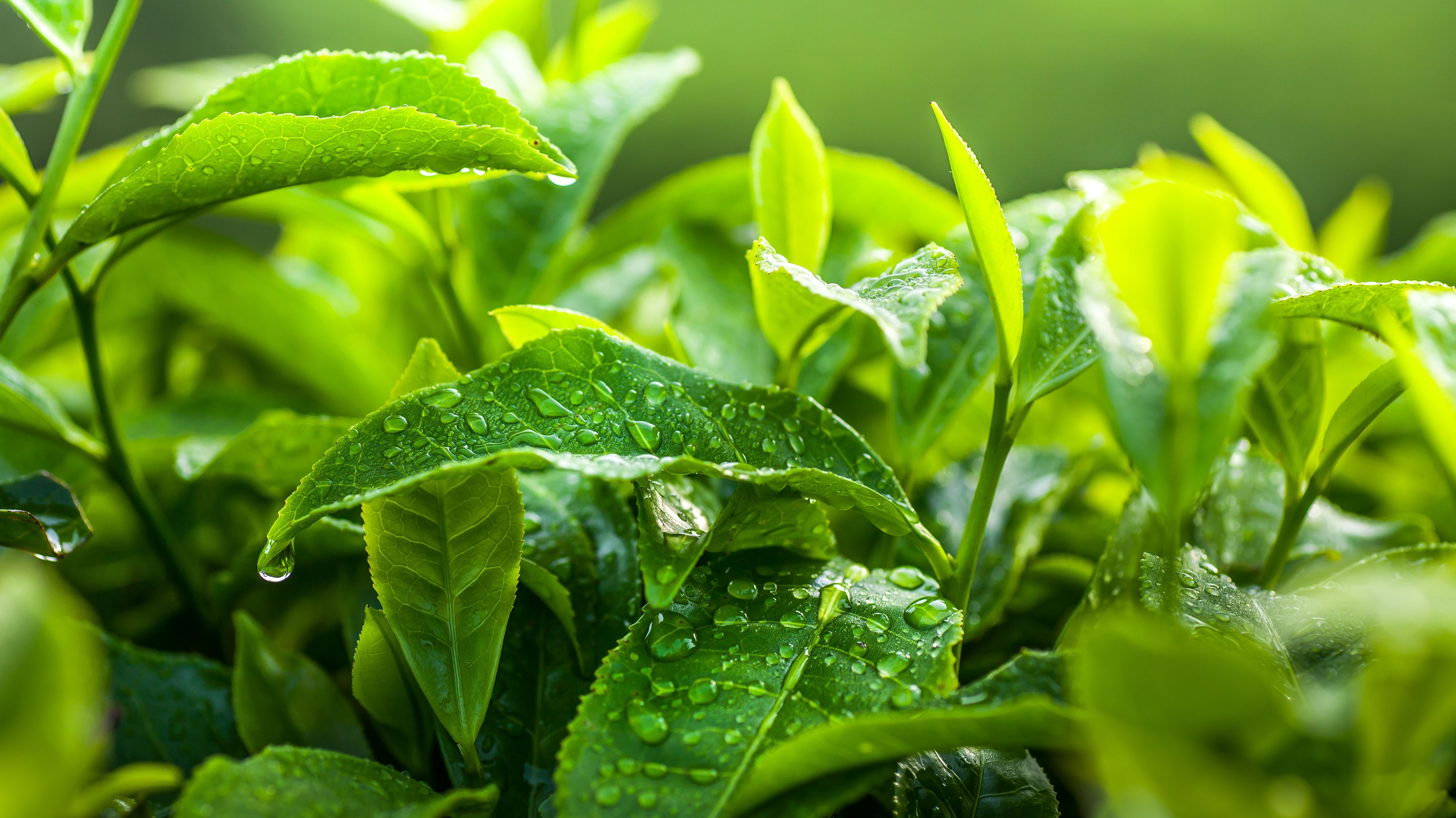 El origen del “petricor”, el aroma de la lluvia