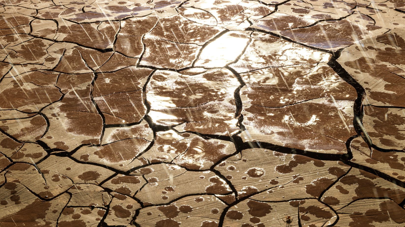 El origen del “petricor”, el aroma de la lluvia