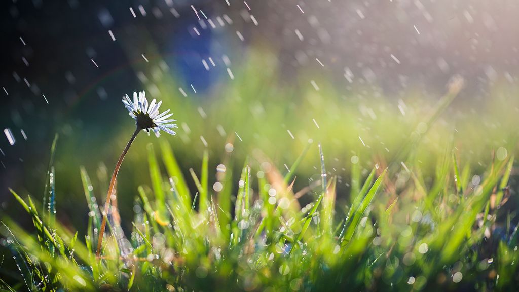 Petricor: la ciencia explica a qué huele la lluvia y por qué nos gusta tanto