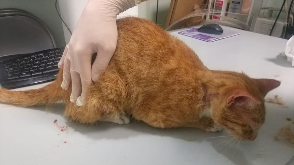 Gato asesinado Gato asesinado