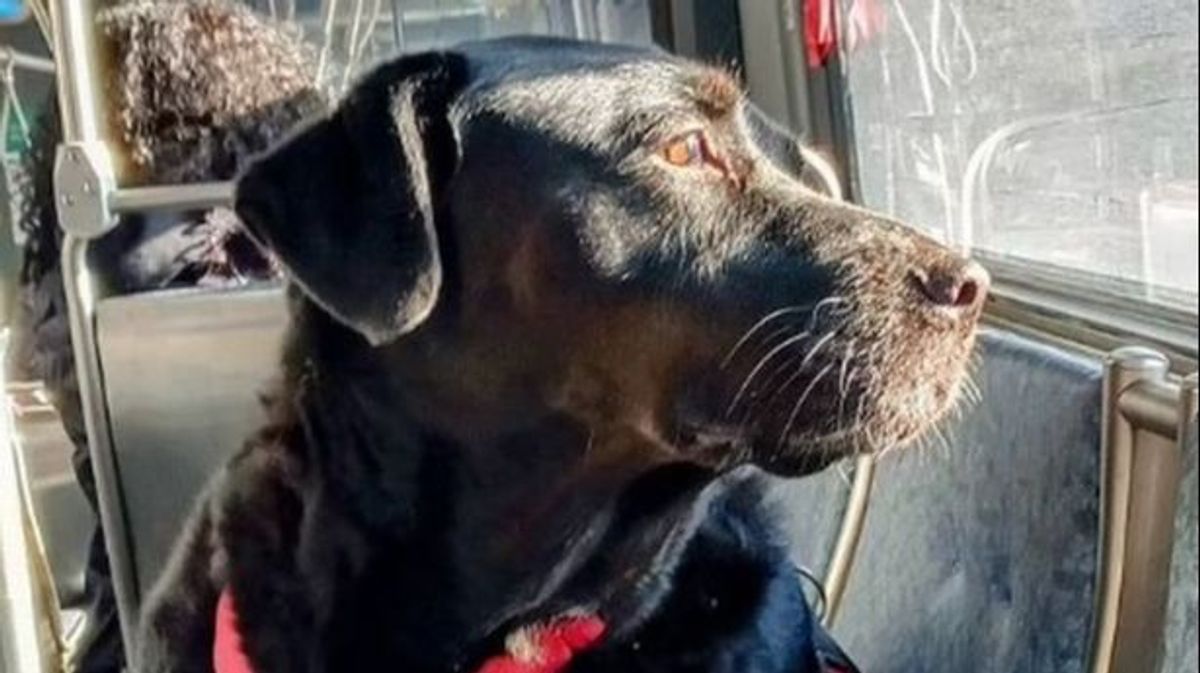 Muere Eclipse, un perro labrador que viajaba él solo en autobús para ir al parque