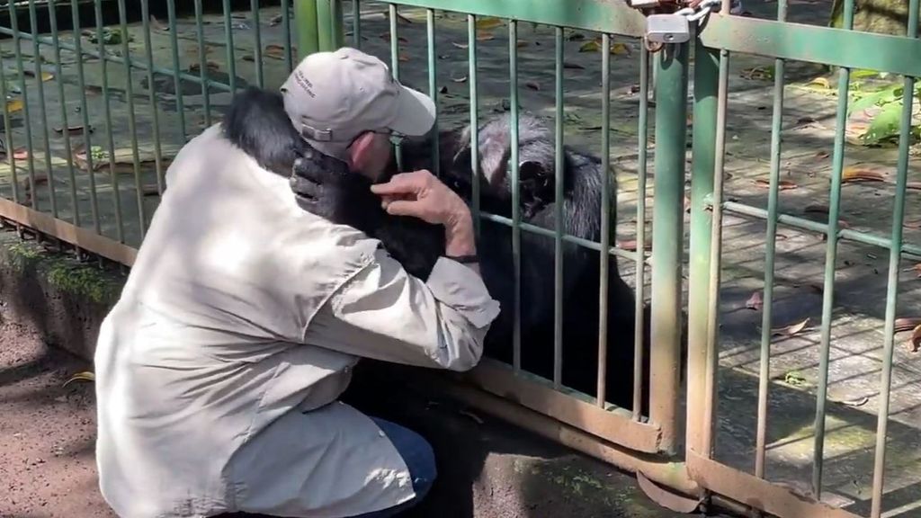 La tierna despedida de un veterinario y el chimpancé al que cuidó durante 25 años: “Me duele dejarte” (Octubre 2022)