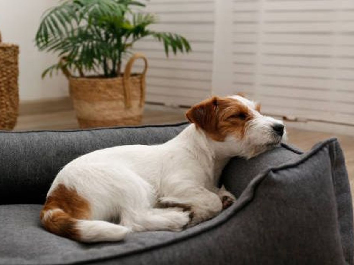 Cómo limpiar la cama de tu perro sin NIUS