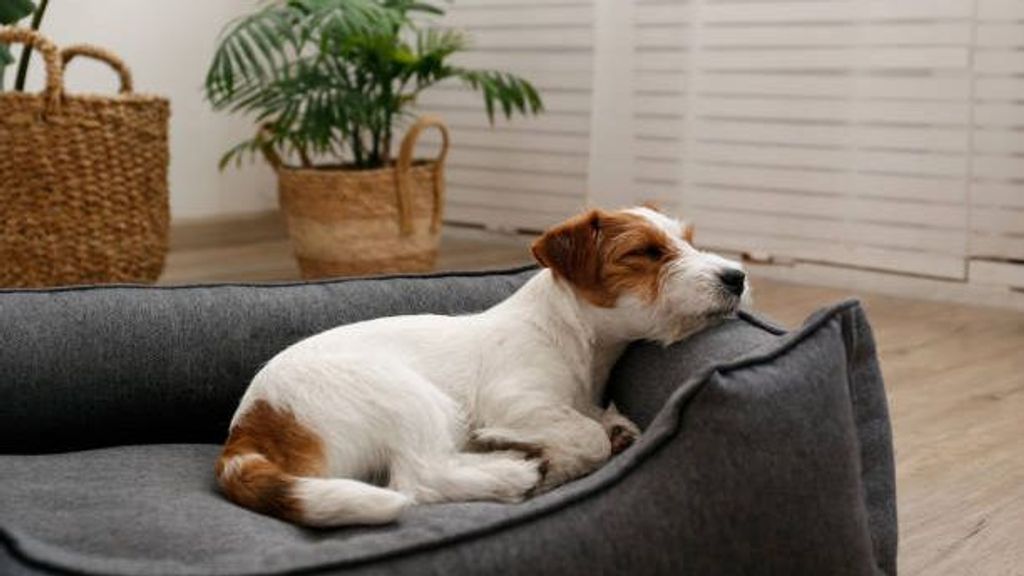 La zona de descanso del perro, al ser una de las más utilizadas, puede convertirse en una fuente de bacterias