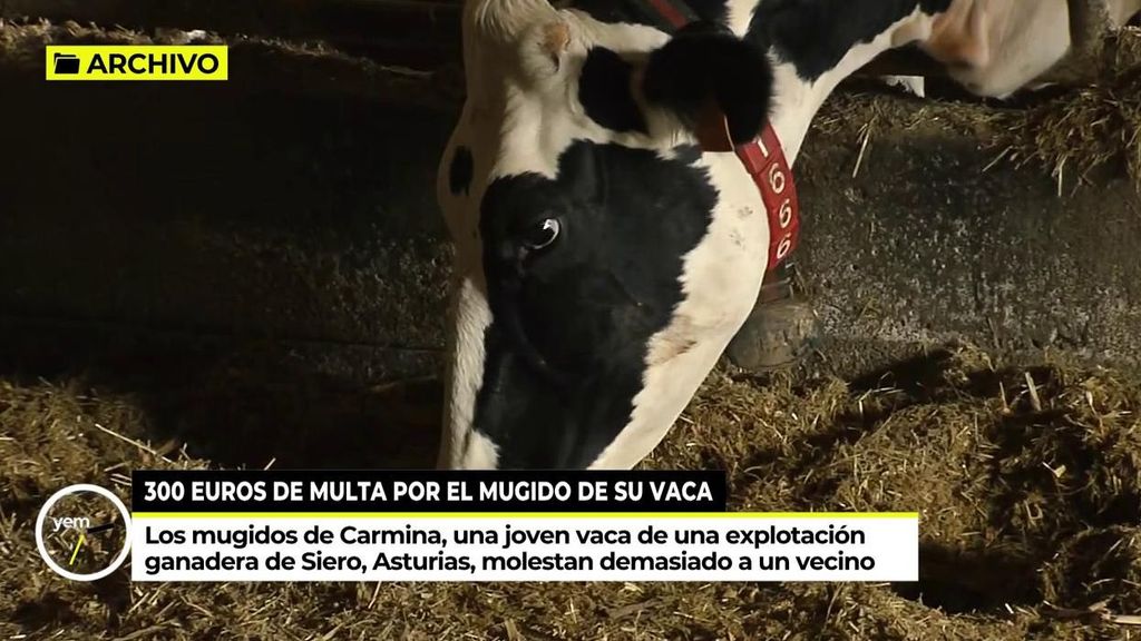 300 euros de multa por el mugido de su vaca: excedía los decibelios permitidos