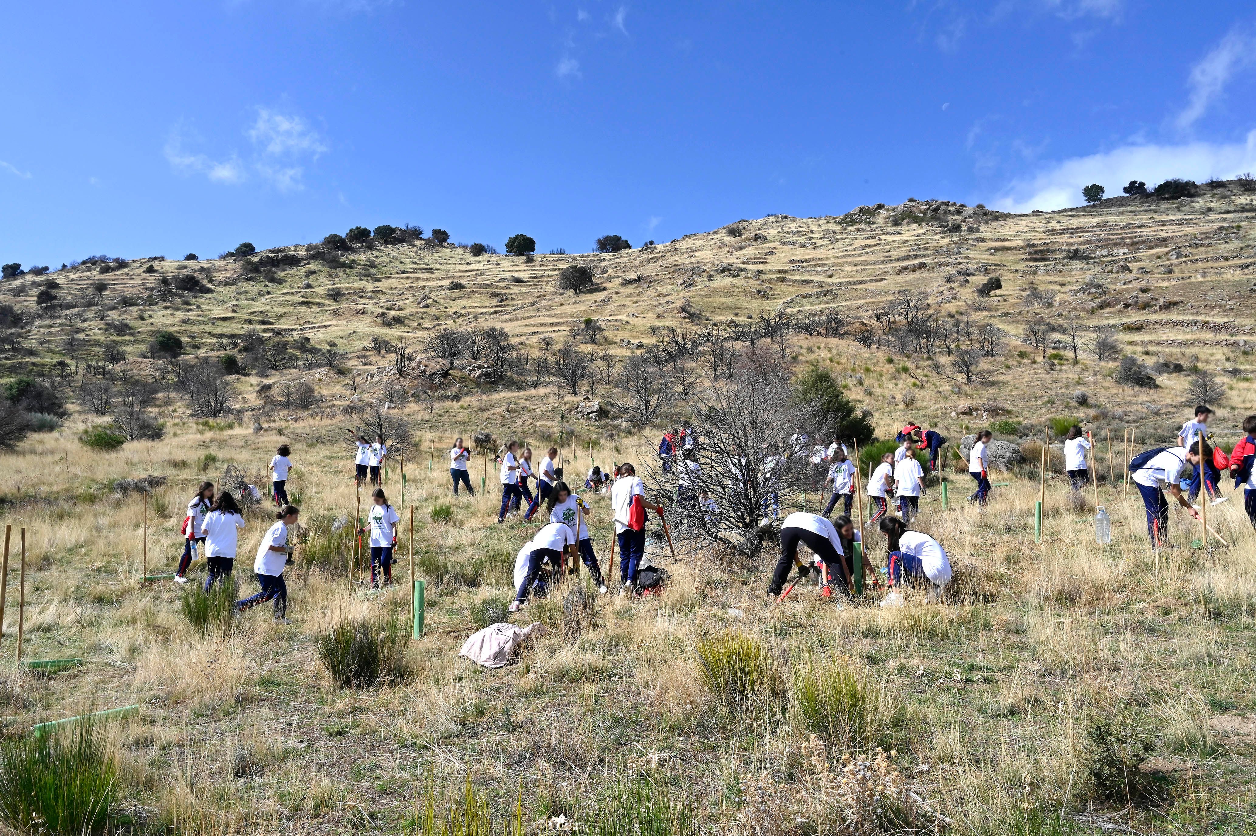 Alumnos de un colegio participando en el proyecto de reforestación.
