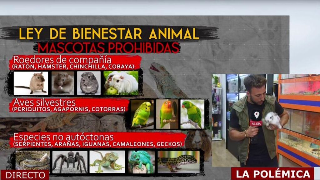 La ley de Bienestar Animal, a debate: estas son las mascotas que podrían tener los días contados