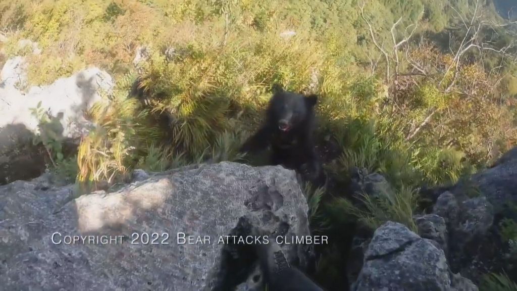 El sobrecogedor vídeo de un escalador aterrorizado que se enfrenta a un oso para salvar su vida