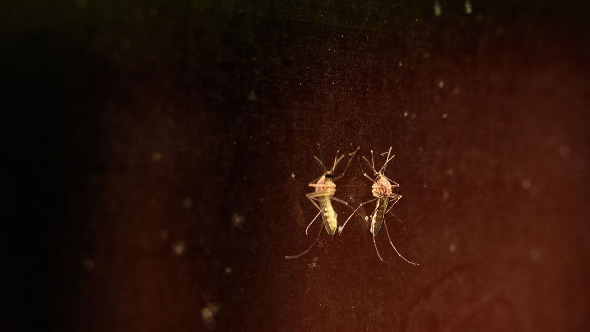 ¿Eres un imán de mosquitos?: un estudio revela por qué pican más a unas personas que otras