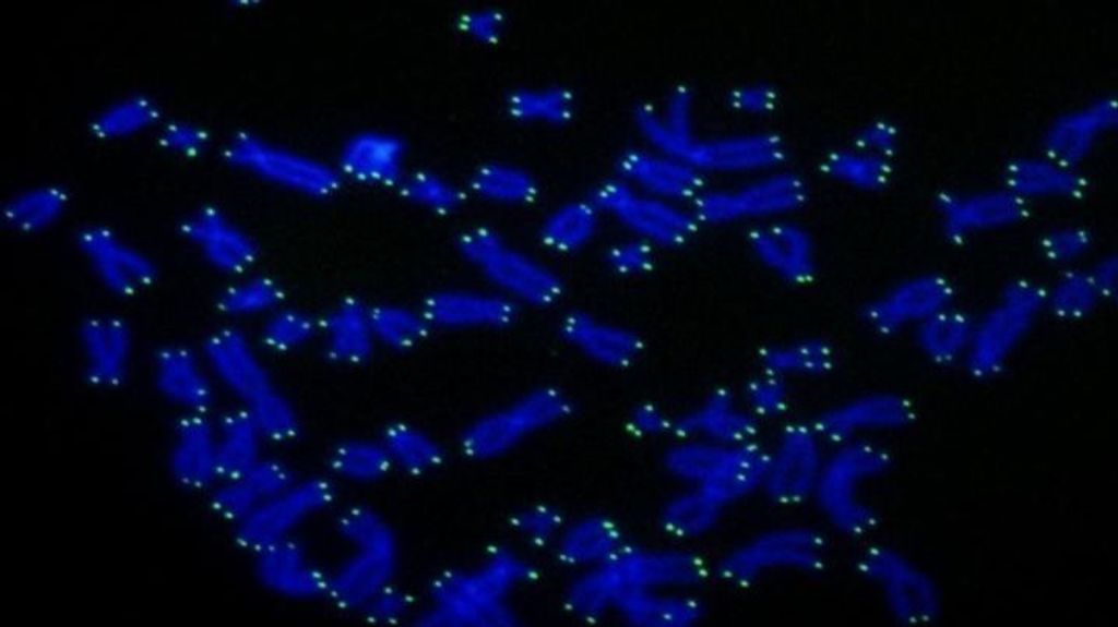 EuropaPress 3462630 human telomeres green ends chromosomes blue