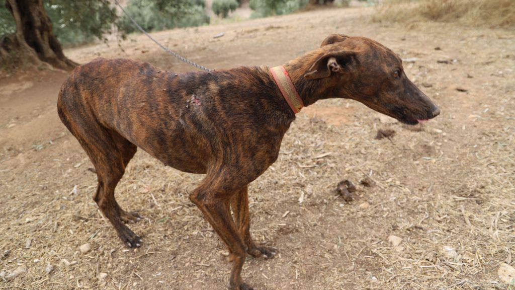 Walkiria fue rescatada de una finca por Galgos del Sur.