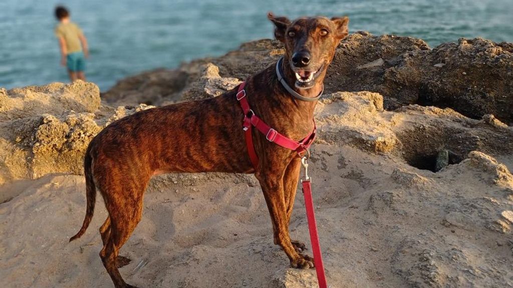 Walkiria, la perrita rescatada complemente recuperada y en su nuevo hogar.